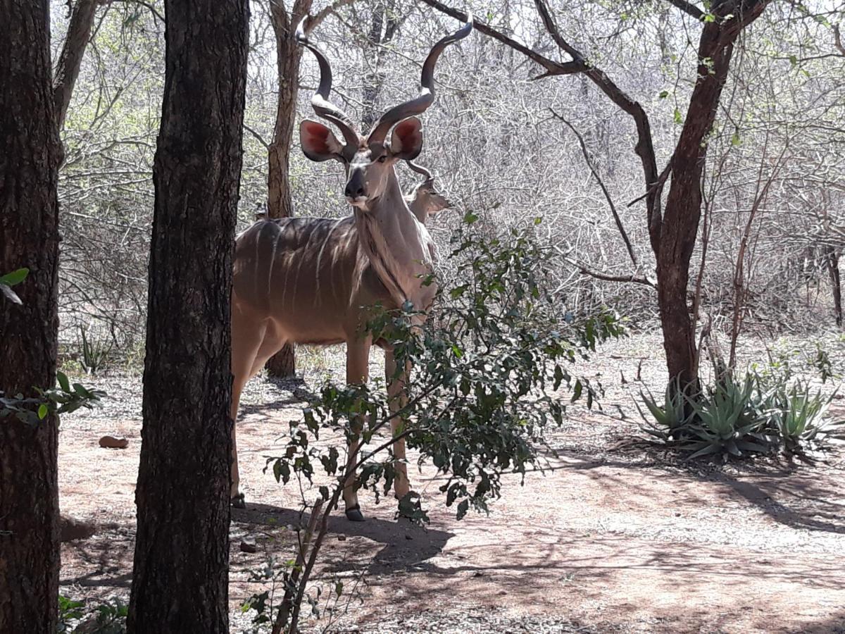 African Sky Marloth Park Exterior foto