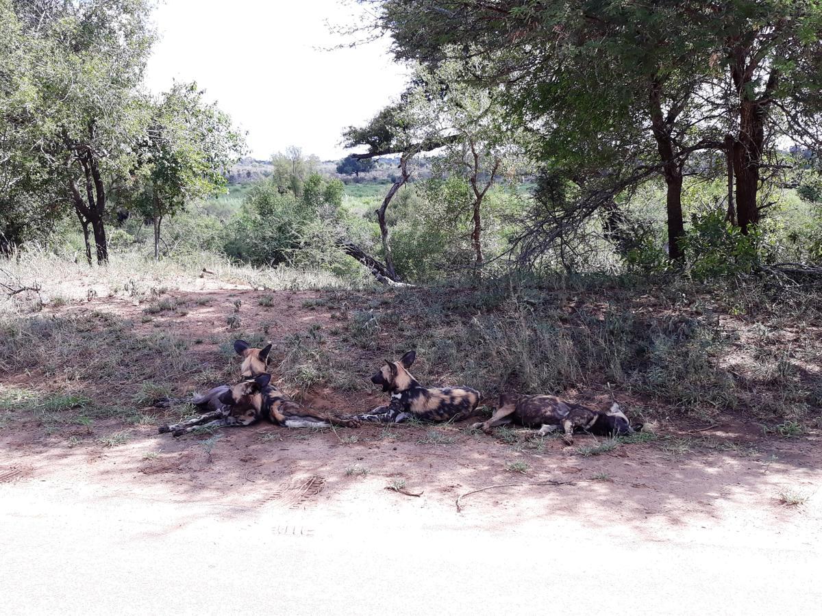 African Sky Marloth Park Exterior foto